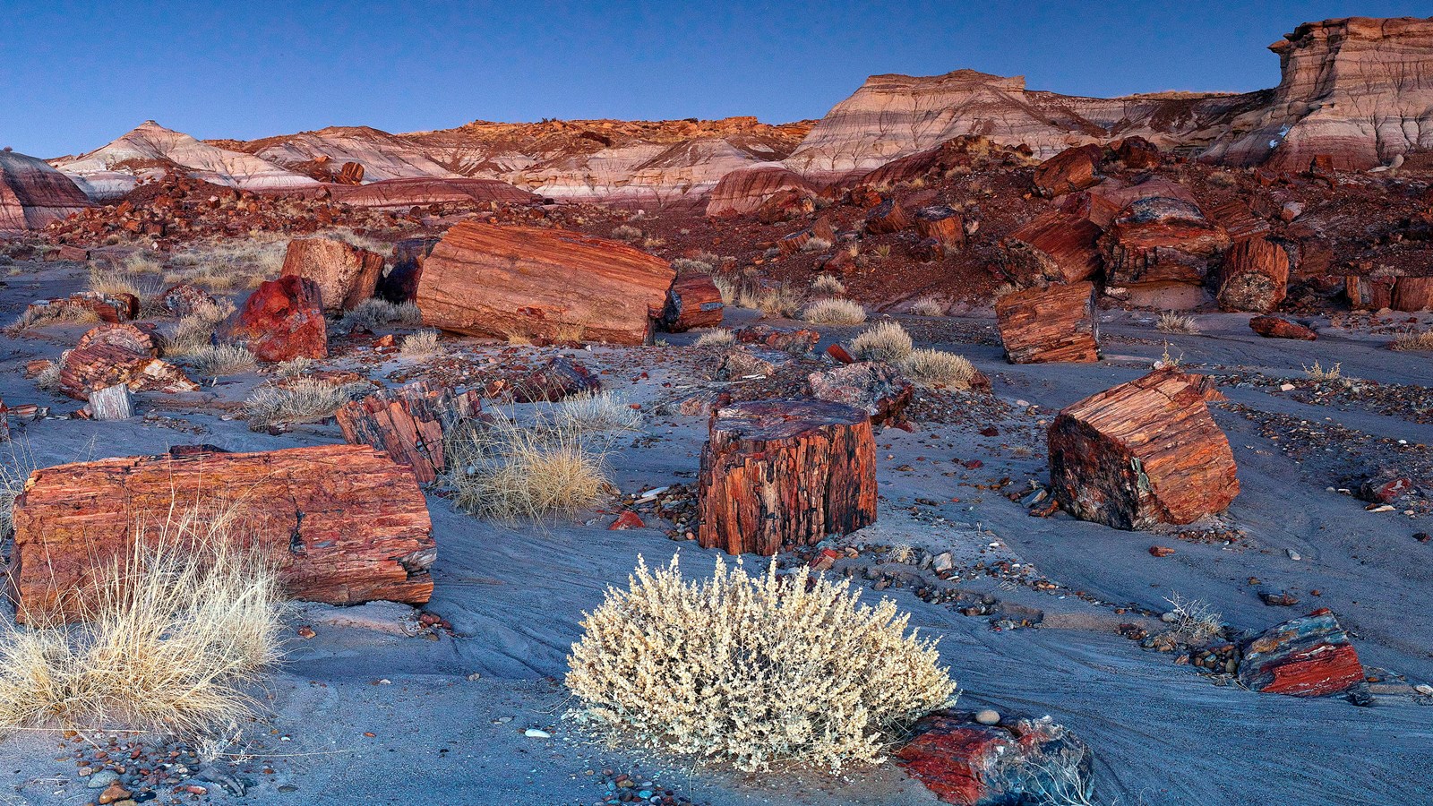 Petrified logs in front of pale mesas under a twilight sky.