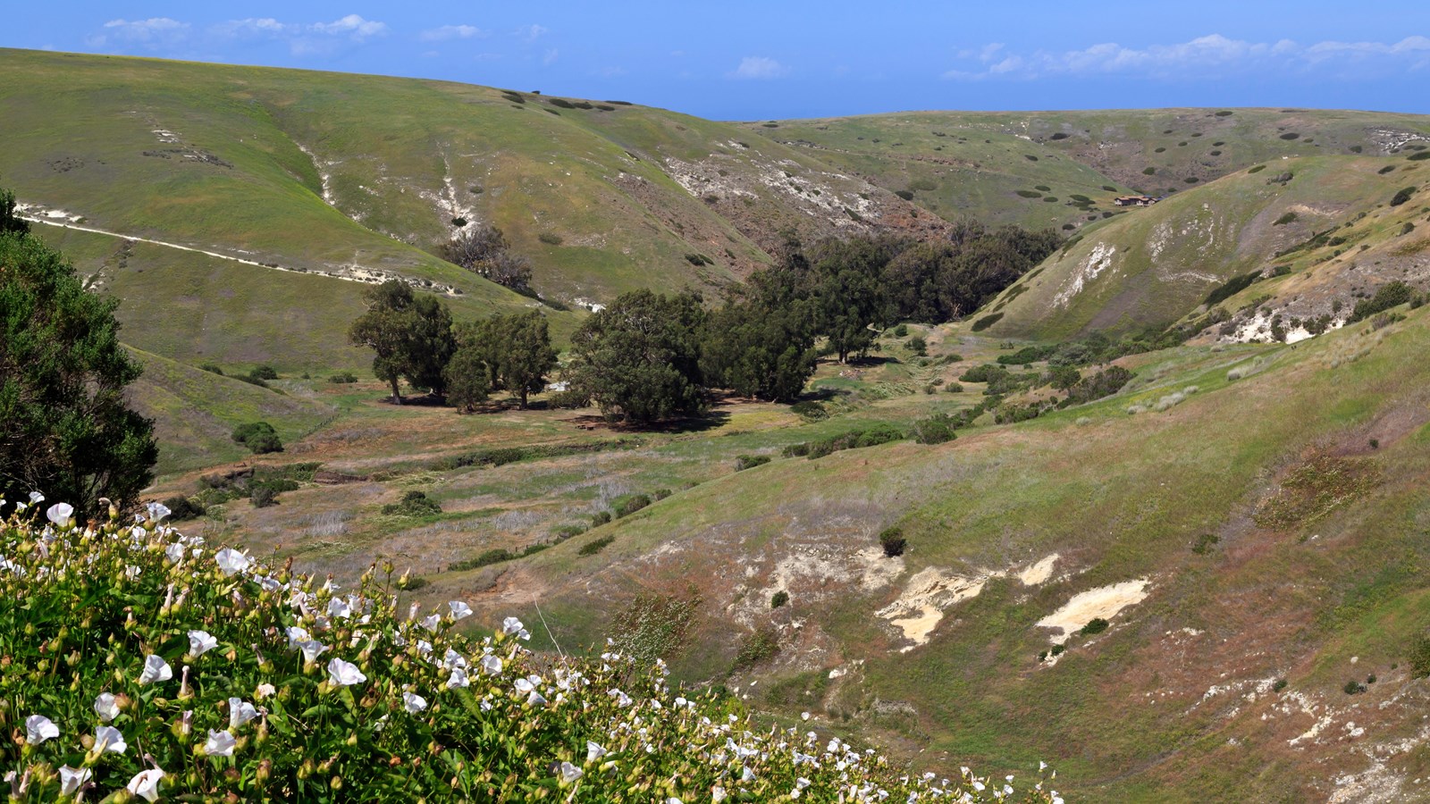 White flowers with green leaves surrounded be greenish brown grass with valley below.
