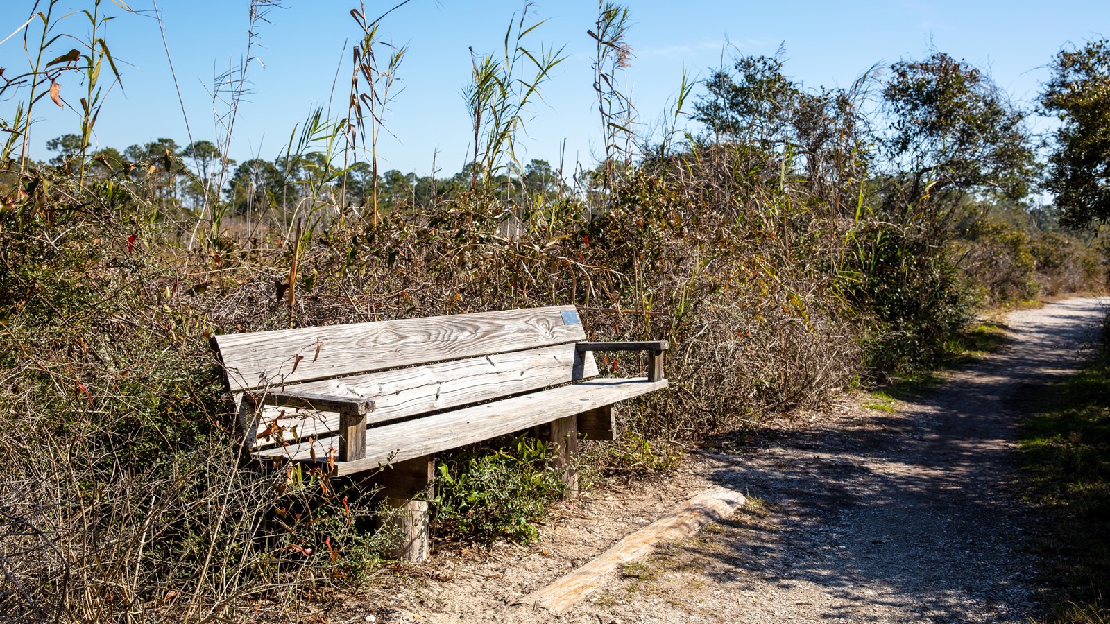 A wooden bench sits among vegetation