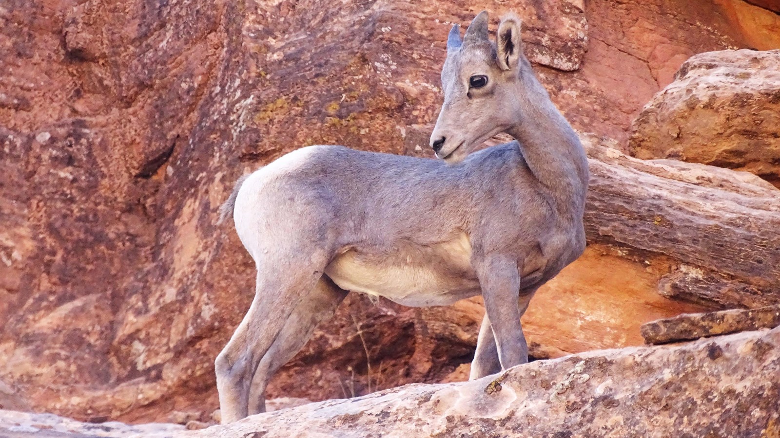 A young desert bighorn sheep standing on a rock ledge with gray fur and two small horns on its head.