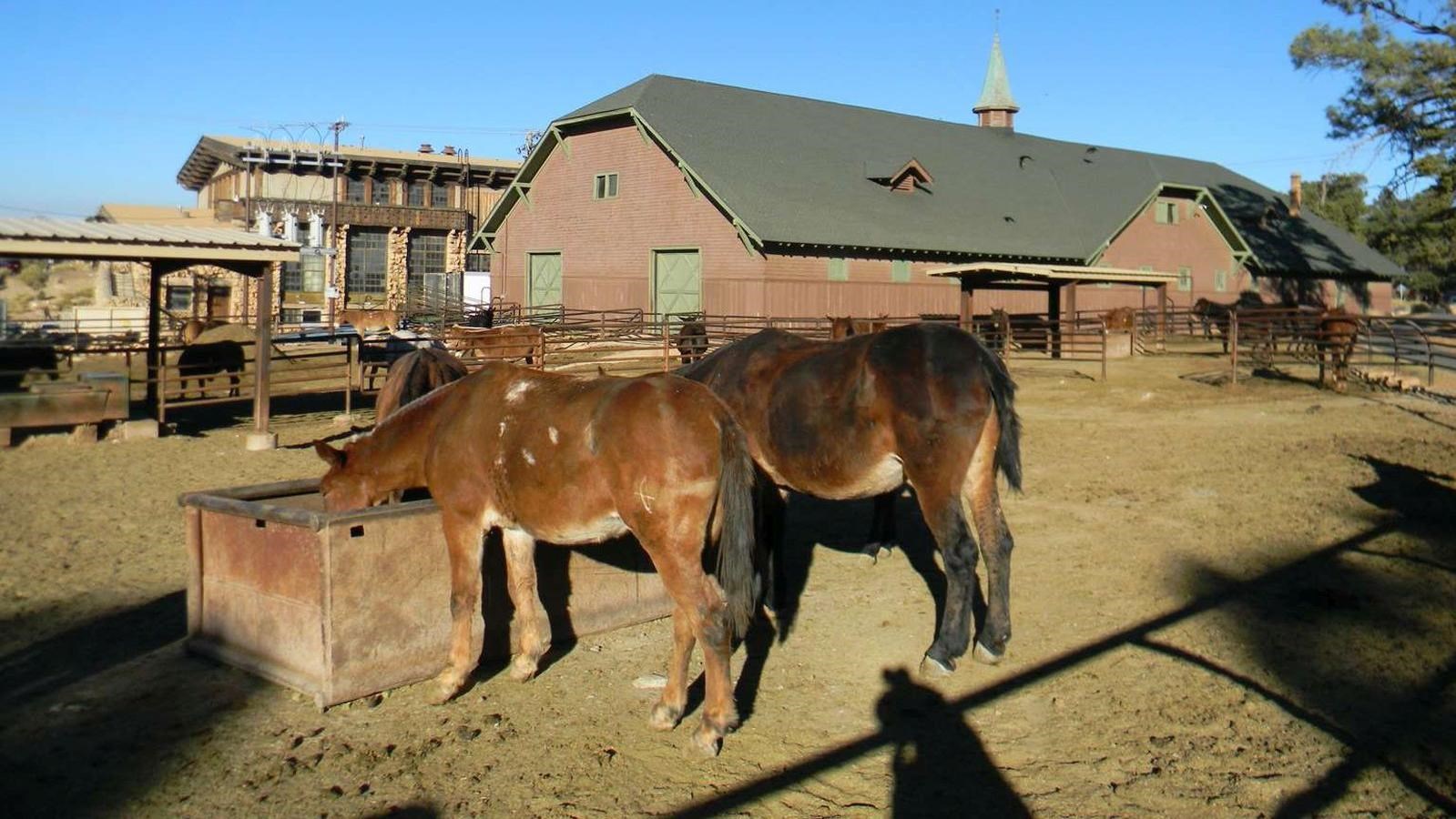 A pair of mules feed from a trough in the center of a large open area