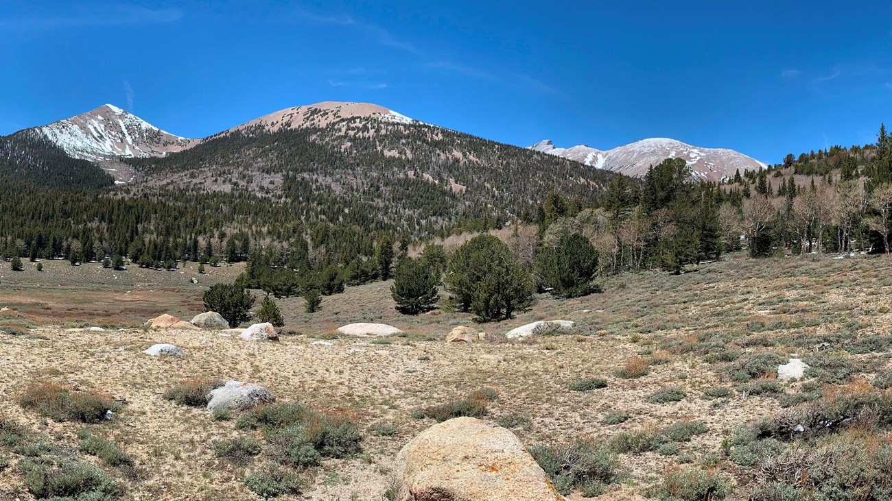 Tan meadow with large mountain in background