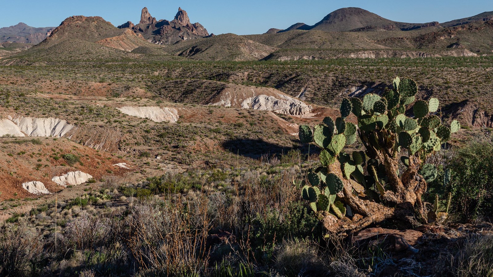 A view across the desert with Mule Ears Peaks in the background.