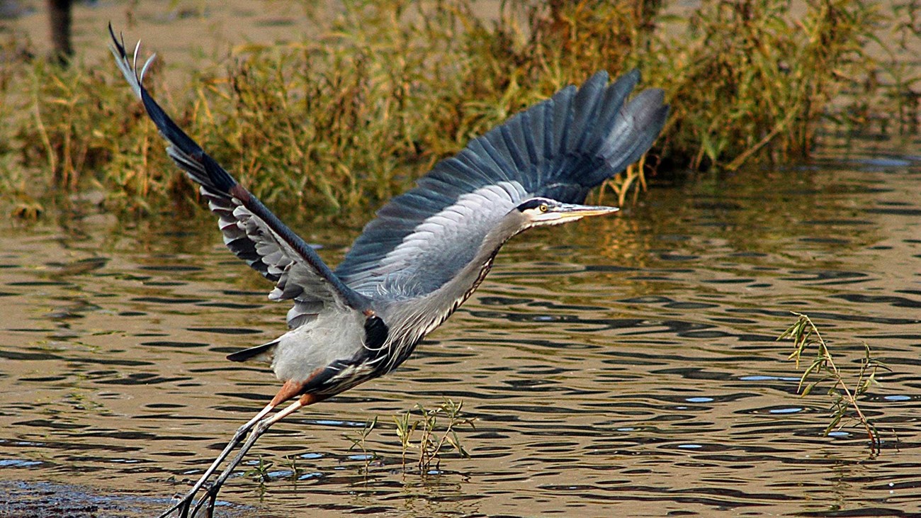 Great Blue Heron taking flight