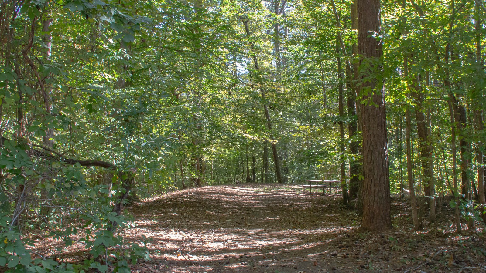 A lush green forest with a picnic area clearing and a wooden picnic table.