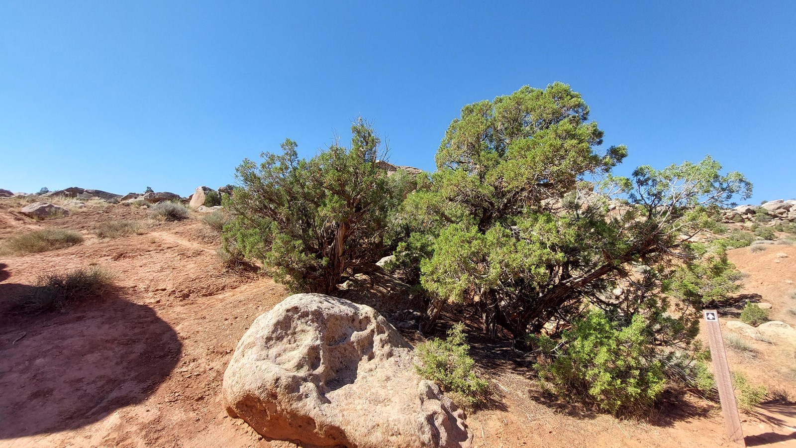 A small green shrub-like tree standing amongst reddish sandstone rocks.