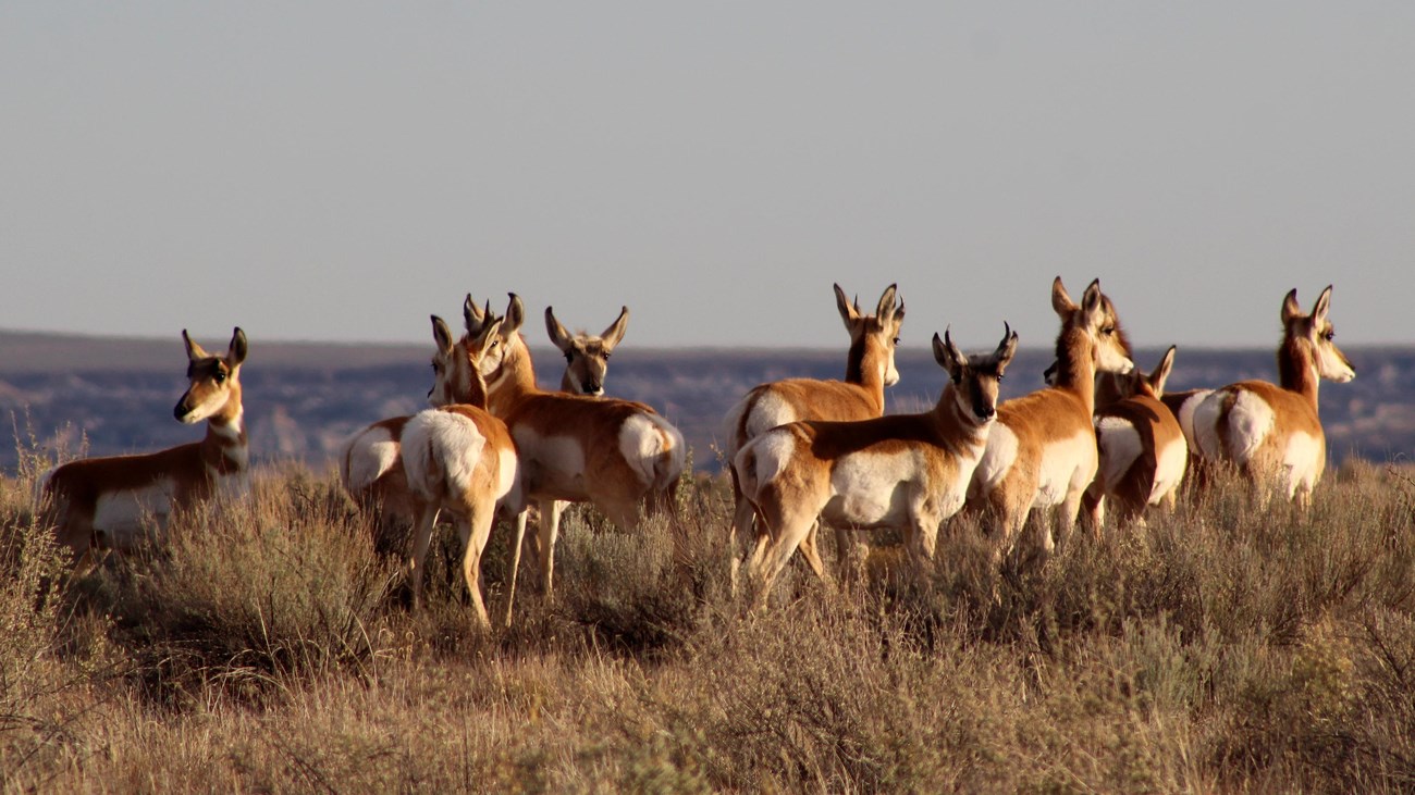 Small herd of tan and white pronghorn, hooved native animal, on grassland with late afternoon light.