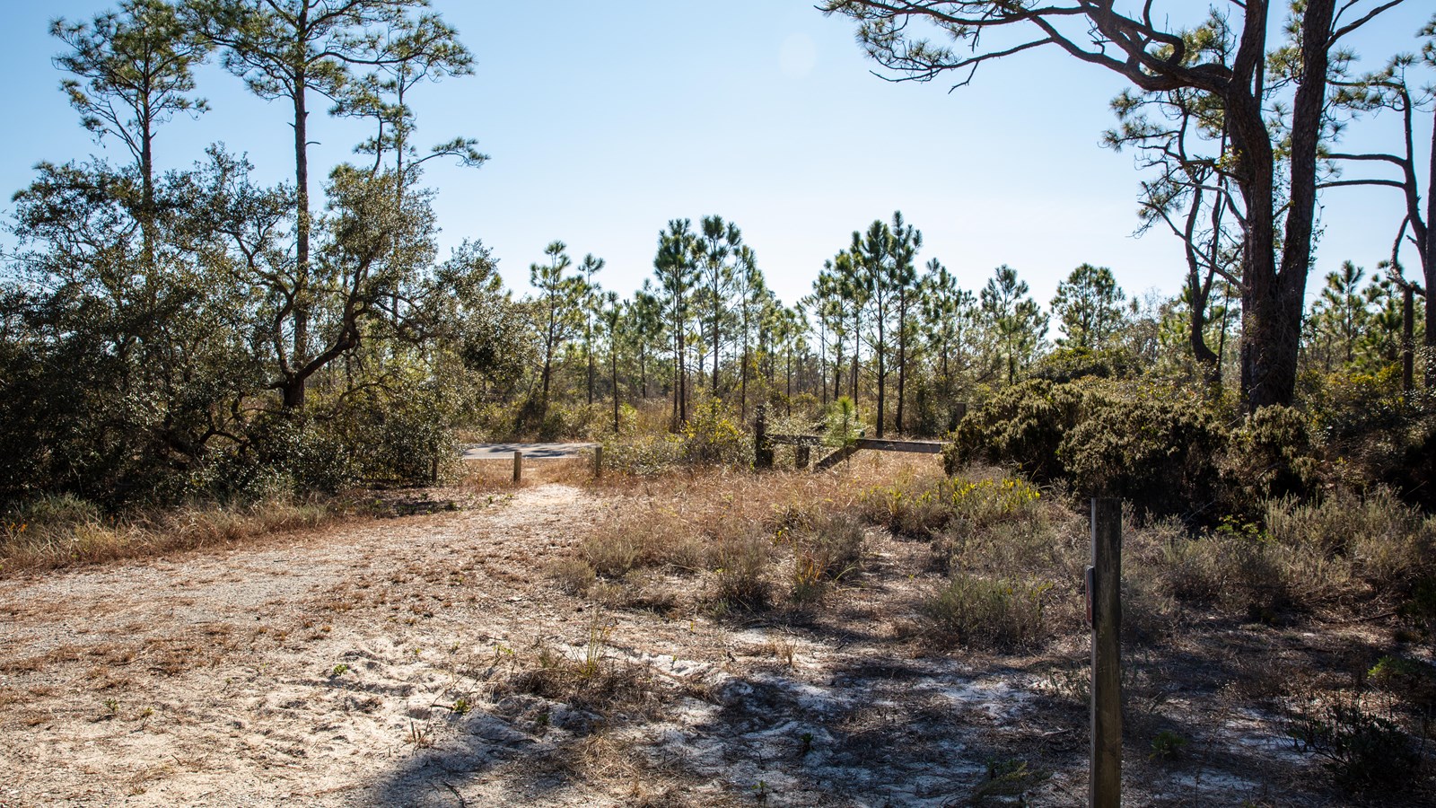 Sparse vegetation stands at the intersection of trails and a roadway.