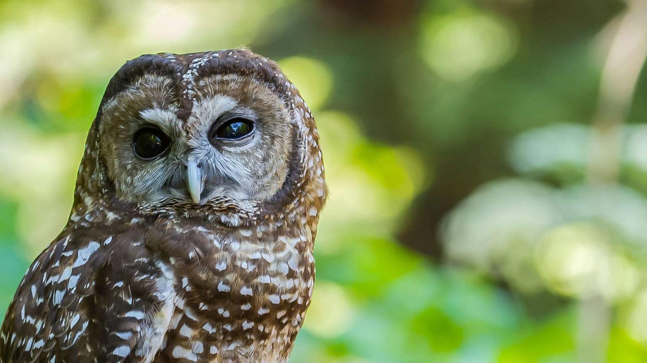 Close up photograph of a brown with white spots, blacked eyed Northern Spotted Owl