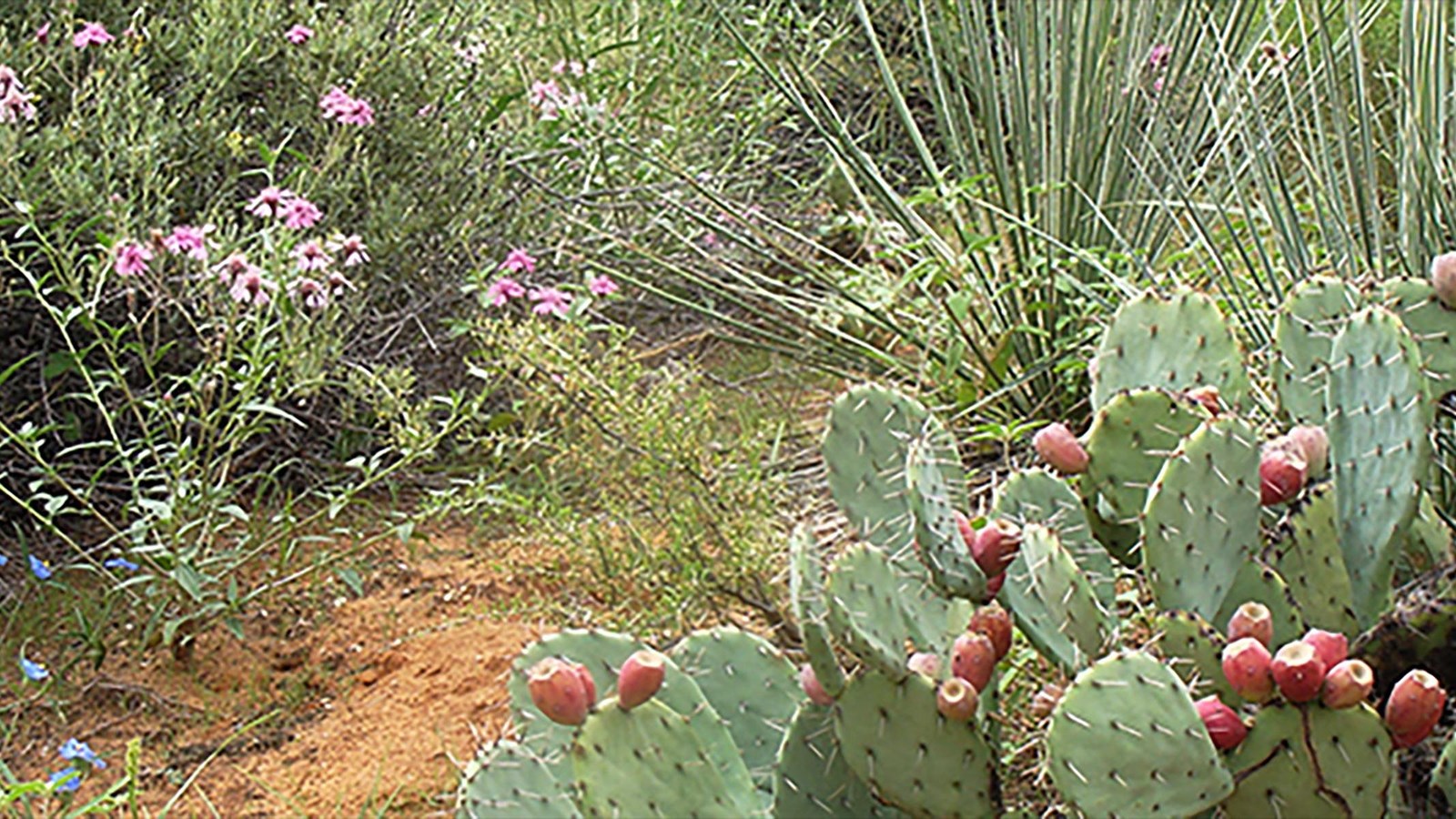 Photo of Chihuahuan Desert plants at the Living Desert Zoo and Gardens State Park.