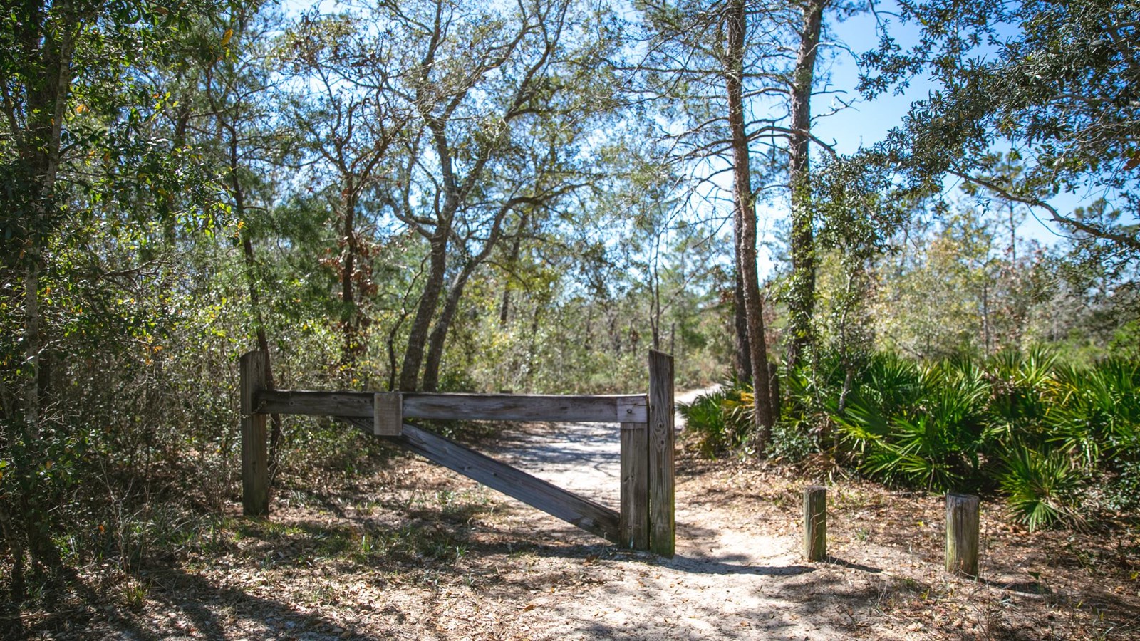 A wooden gate blocks the entrance of a sandy trail into the woods.