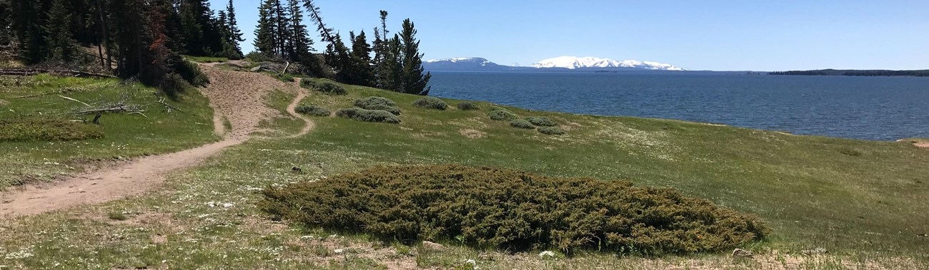 Trail leading across a meadow to the rocky Storm Point on the shore of Yellowstone Lake