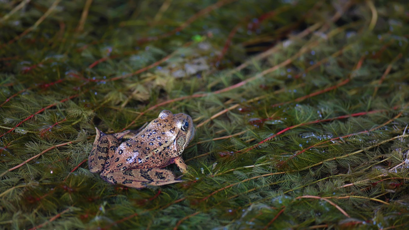 a frog rests on underwater foliage