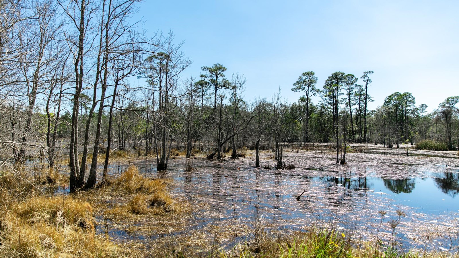 A pond stands with trees throughout.