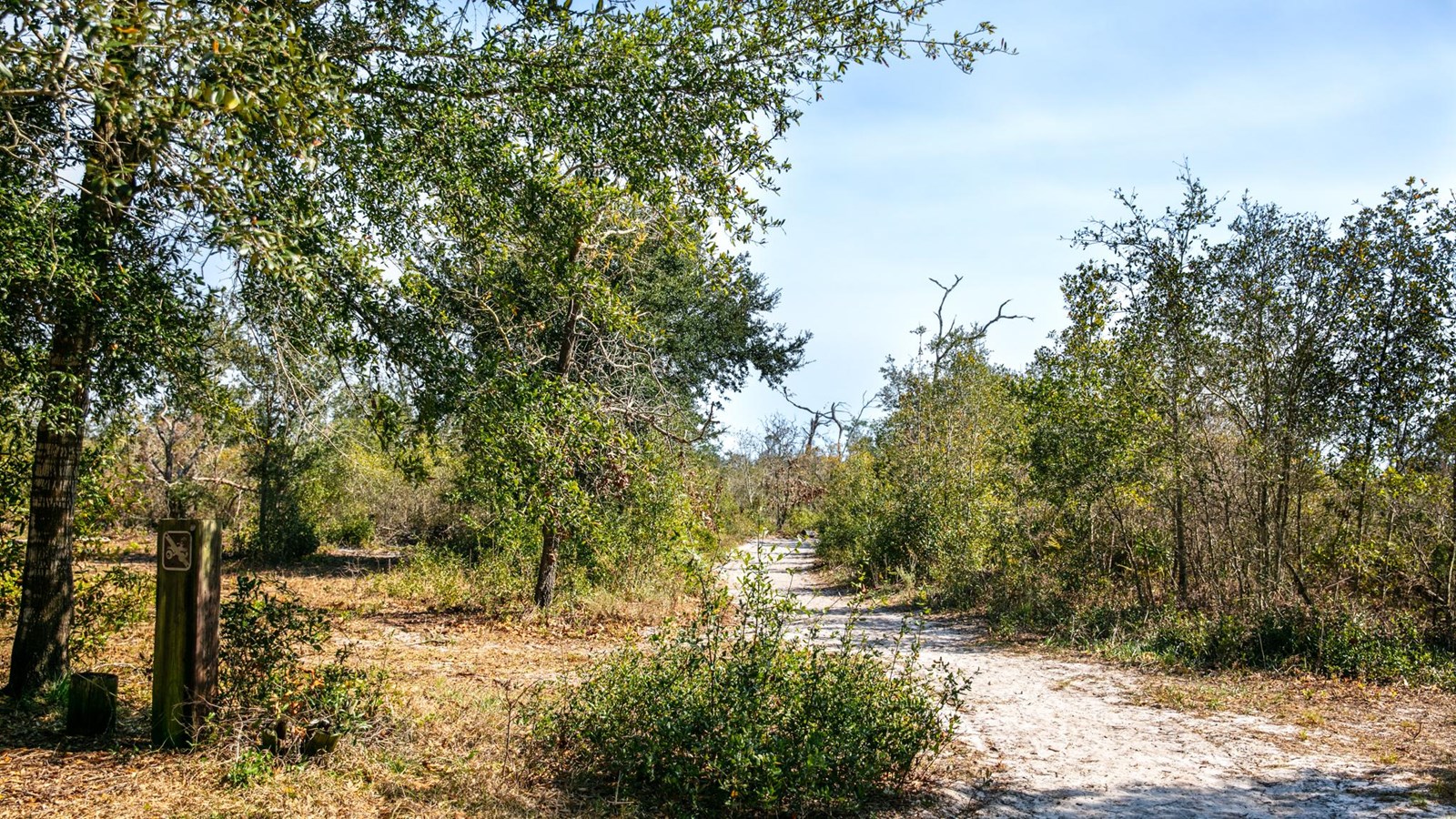 A sandy trail leads pass sparse grass into the forest.