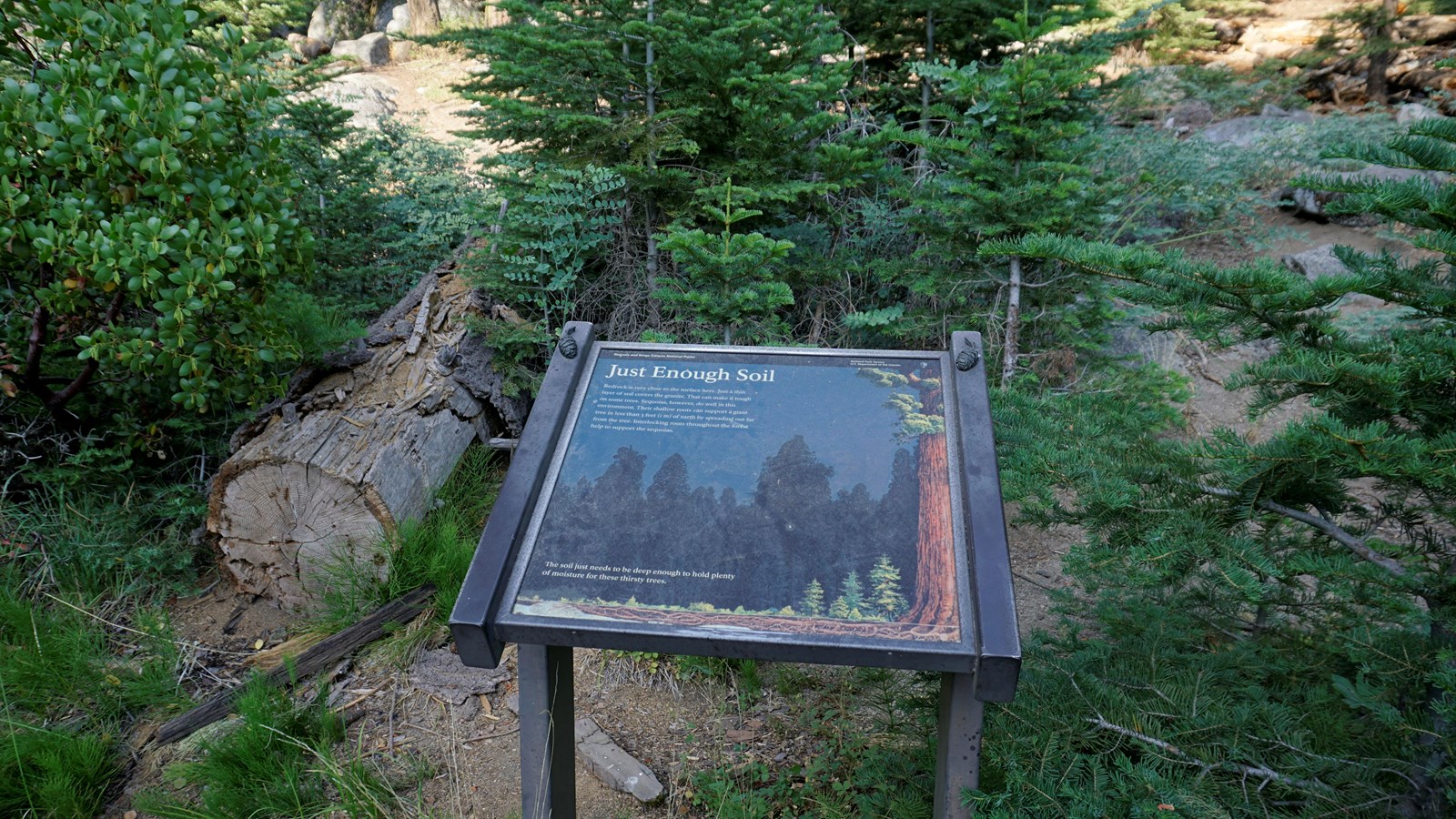 Outdoor exhibit with young sequoia trees behind it.