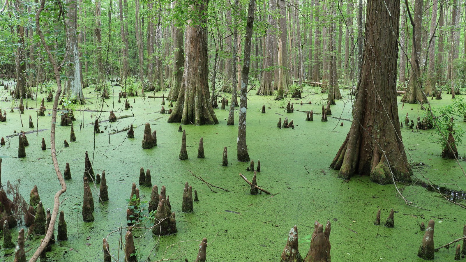 Dozens of cypress knees poking out of the green swamp near bald cypress trees.
