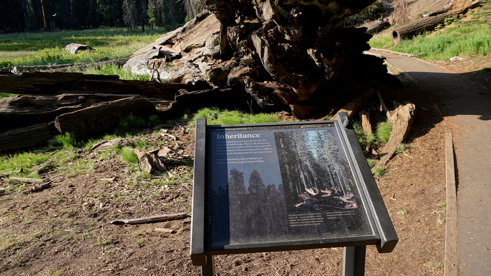 Outdoor Exhibit with a fallen sequoia tree behind it. 