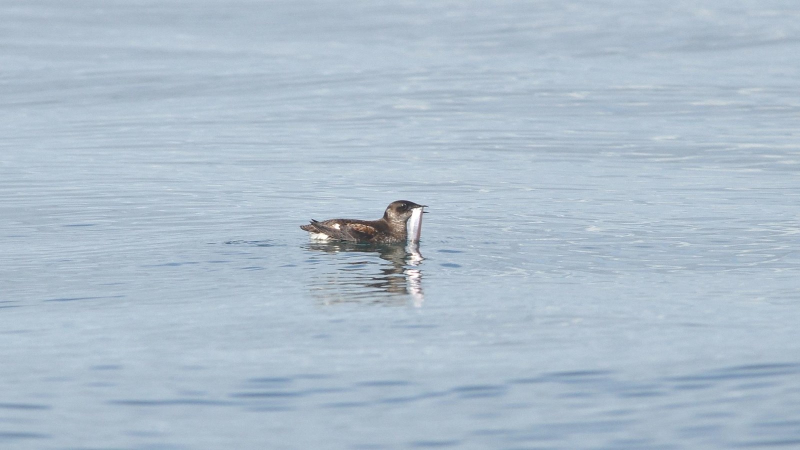 Marbeled murrelet at the water surface holding a fish 5-6 inches long