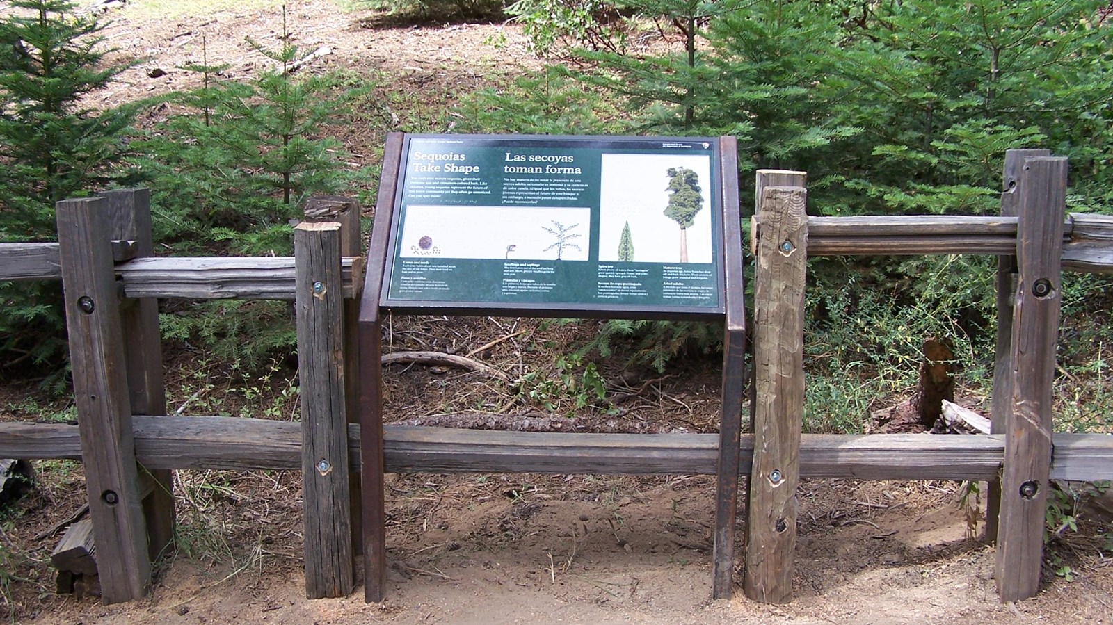 An exhibit sign discusses the shapes of various trees and includes tactile relief.