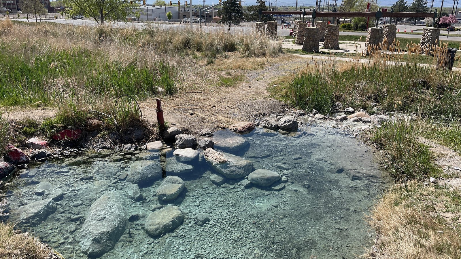A heart-shaped pool of clear, green-tinted water bubbles among grass and sedges.  