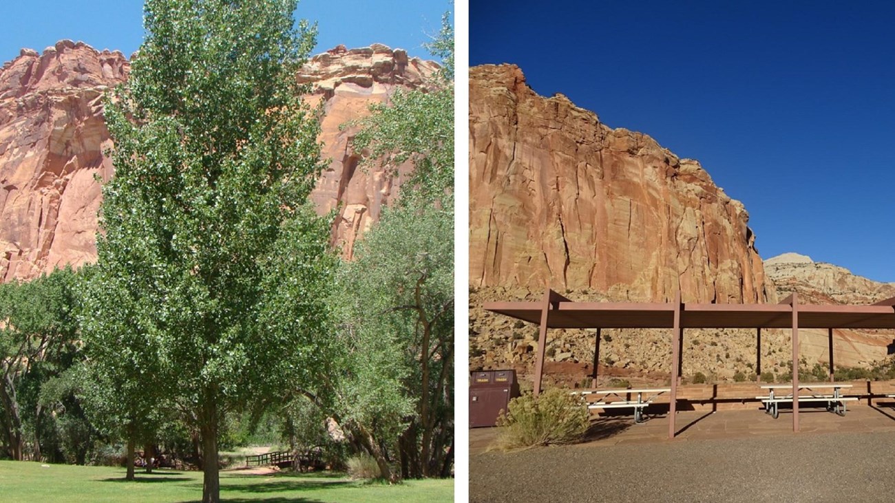 Lush, green grassy lawn with trees and red cliffs; covered picnic tables at the head of red canyon. 