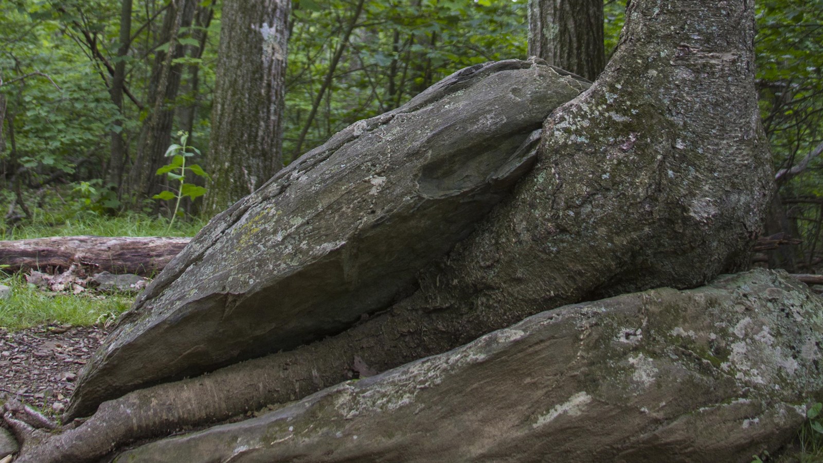 A yellow birch grows from the crack in this greenstone, splitting the boulder in half.