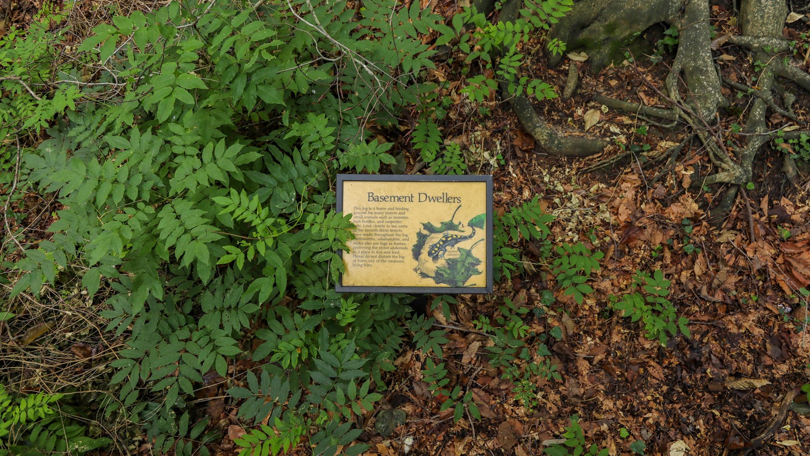 A spotted salamander is pictured near green leaves on an information panel. 