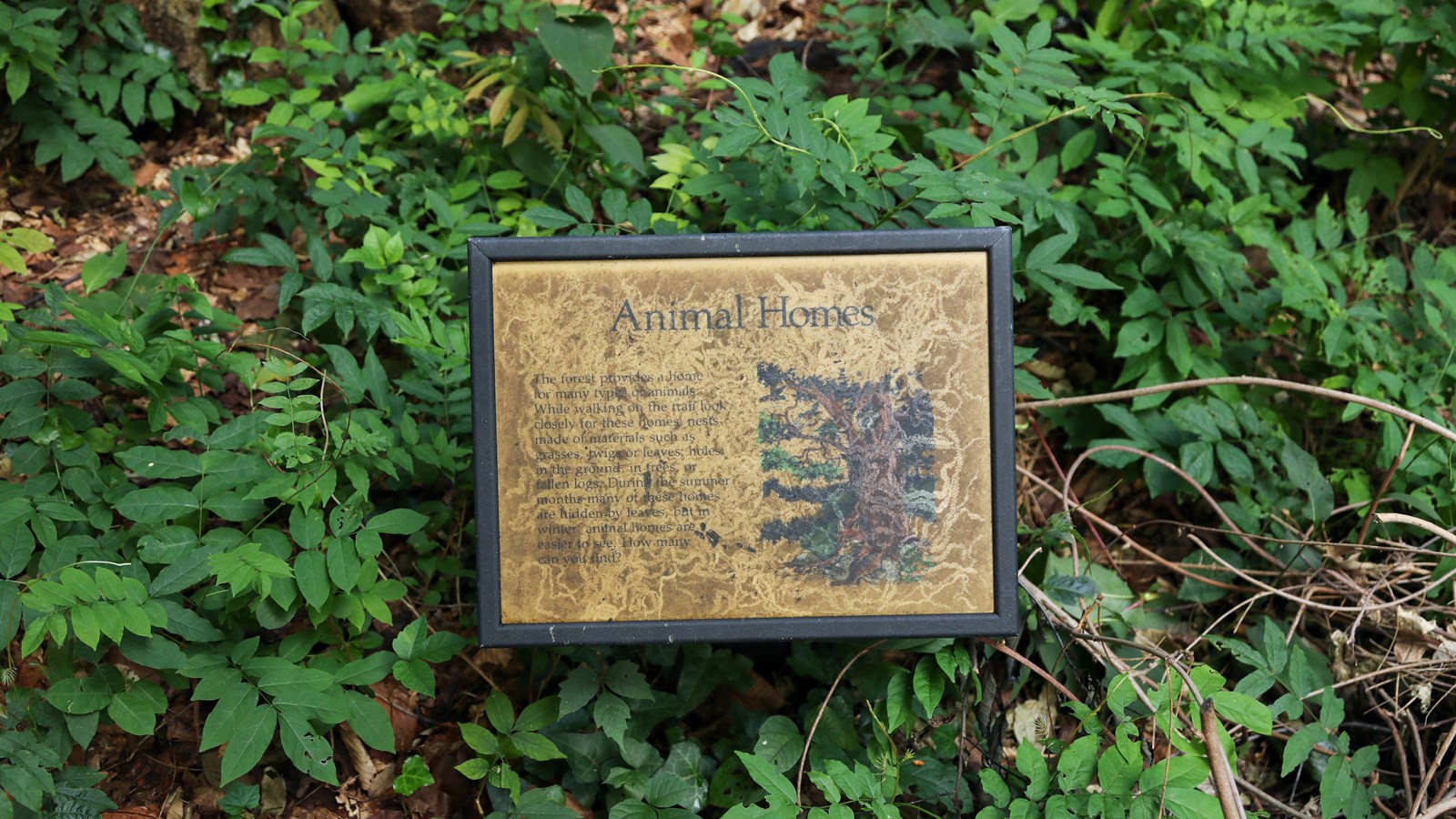 An information panel with scratches displays a tree trunk with a fox laying at its bottom. 