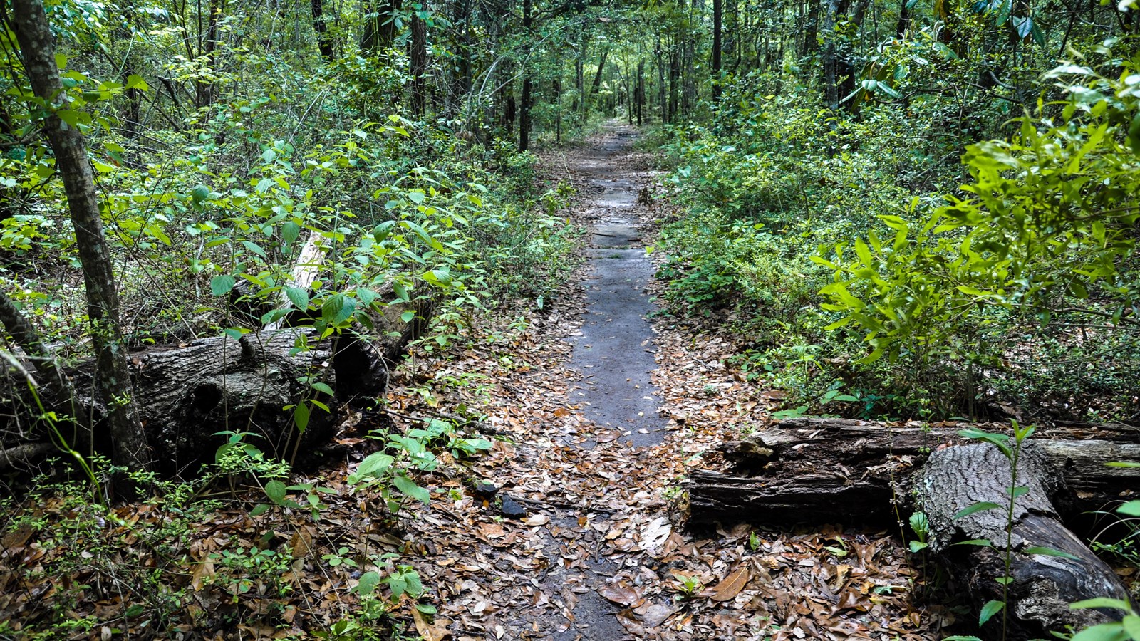A fallen tree stands to the side of a trail through the forest. 