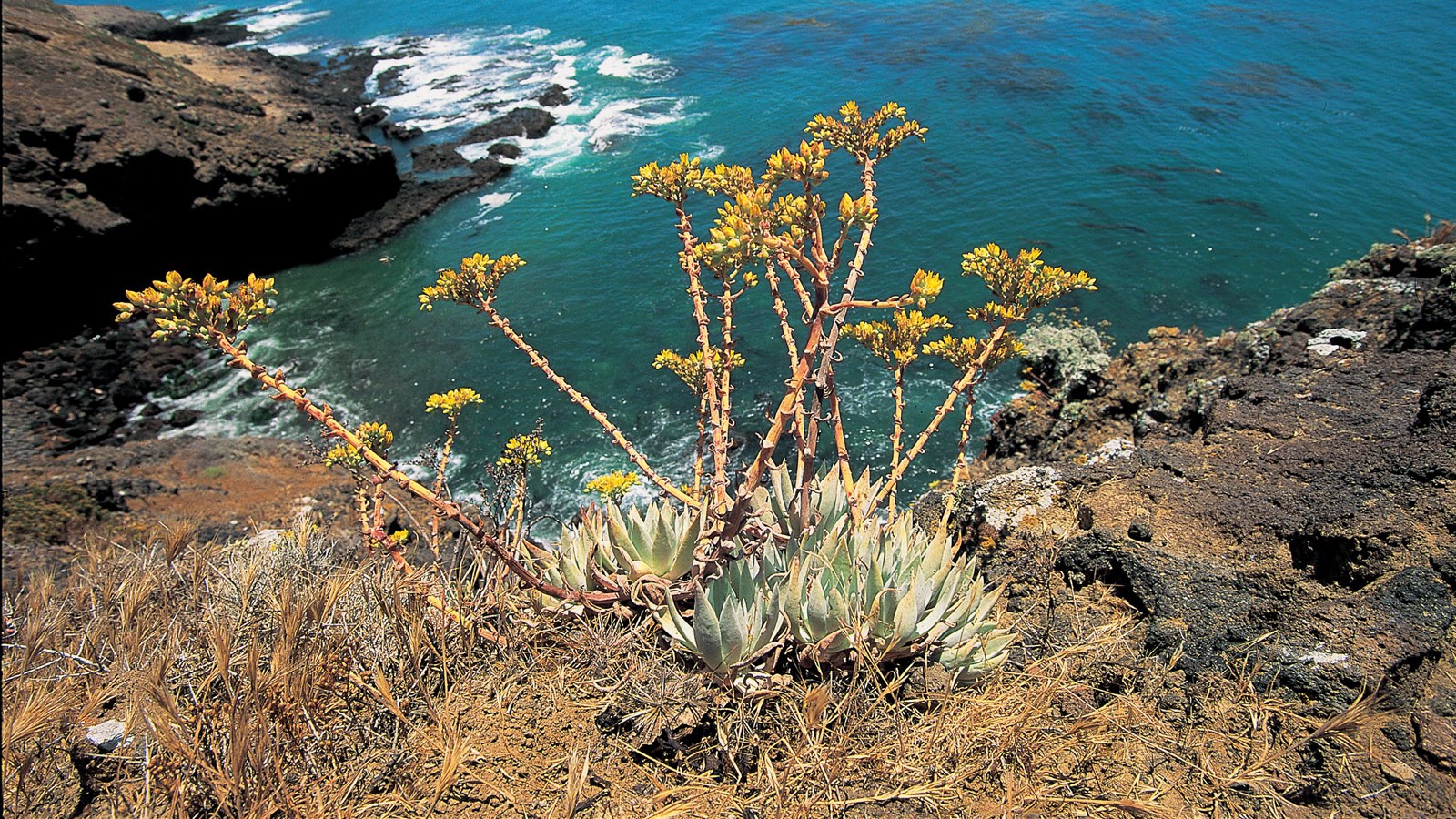 Grey green succulent plant with long red stems leading to small yellow flowers.