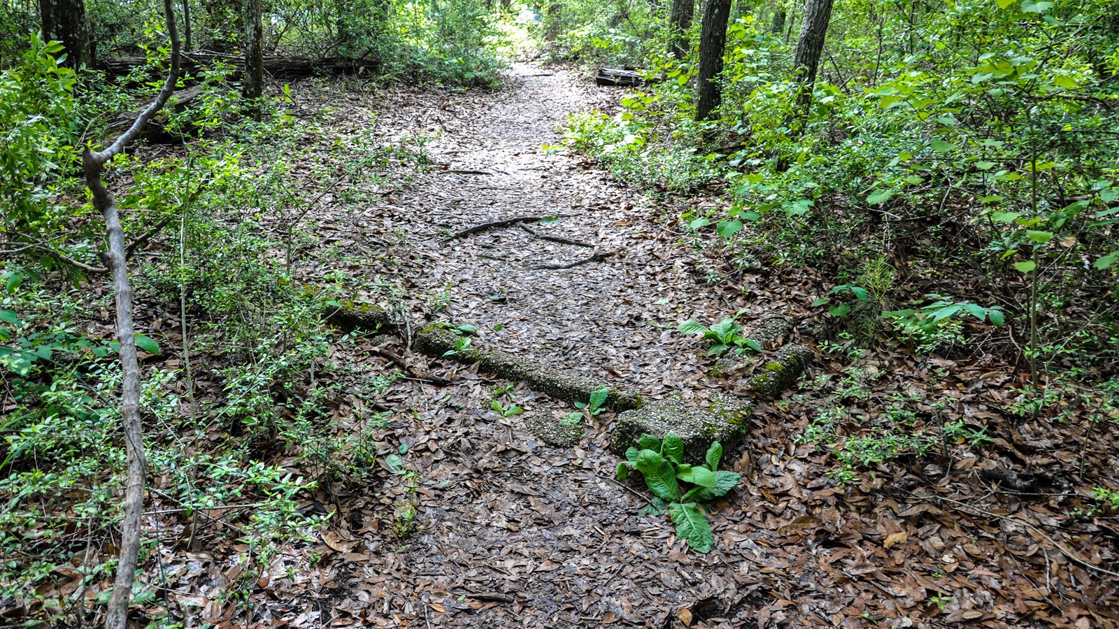 Moss covered rocks that used to be a building can be seen in the middle of a trail.