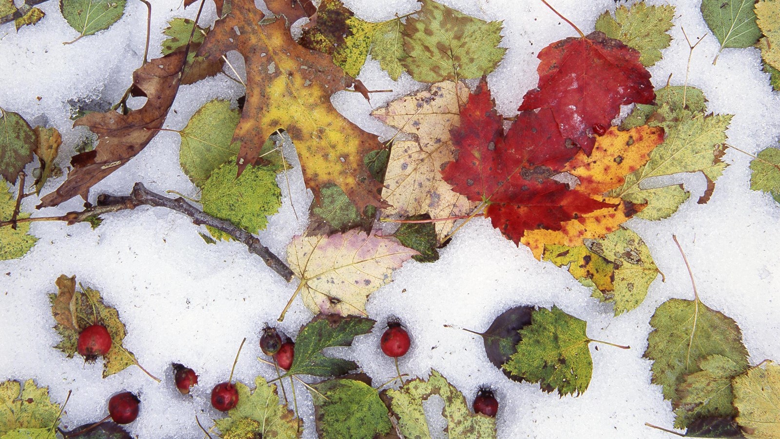 A white backdrop of ice-covered snow is covered in fallen leaves of red, brown, yellow, and green.