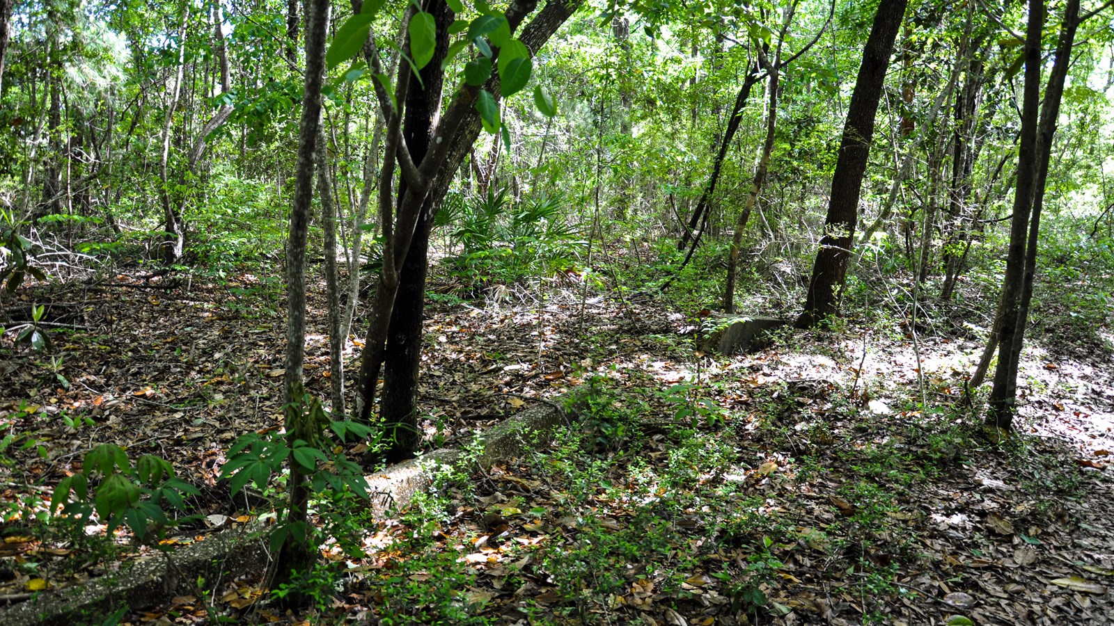 Stones that used to be a road can be seen on the side of a trail surrounded by trees.