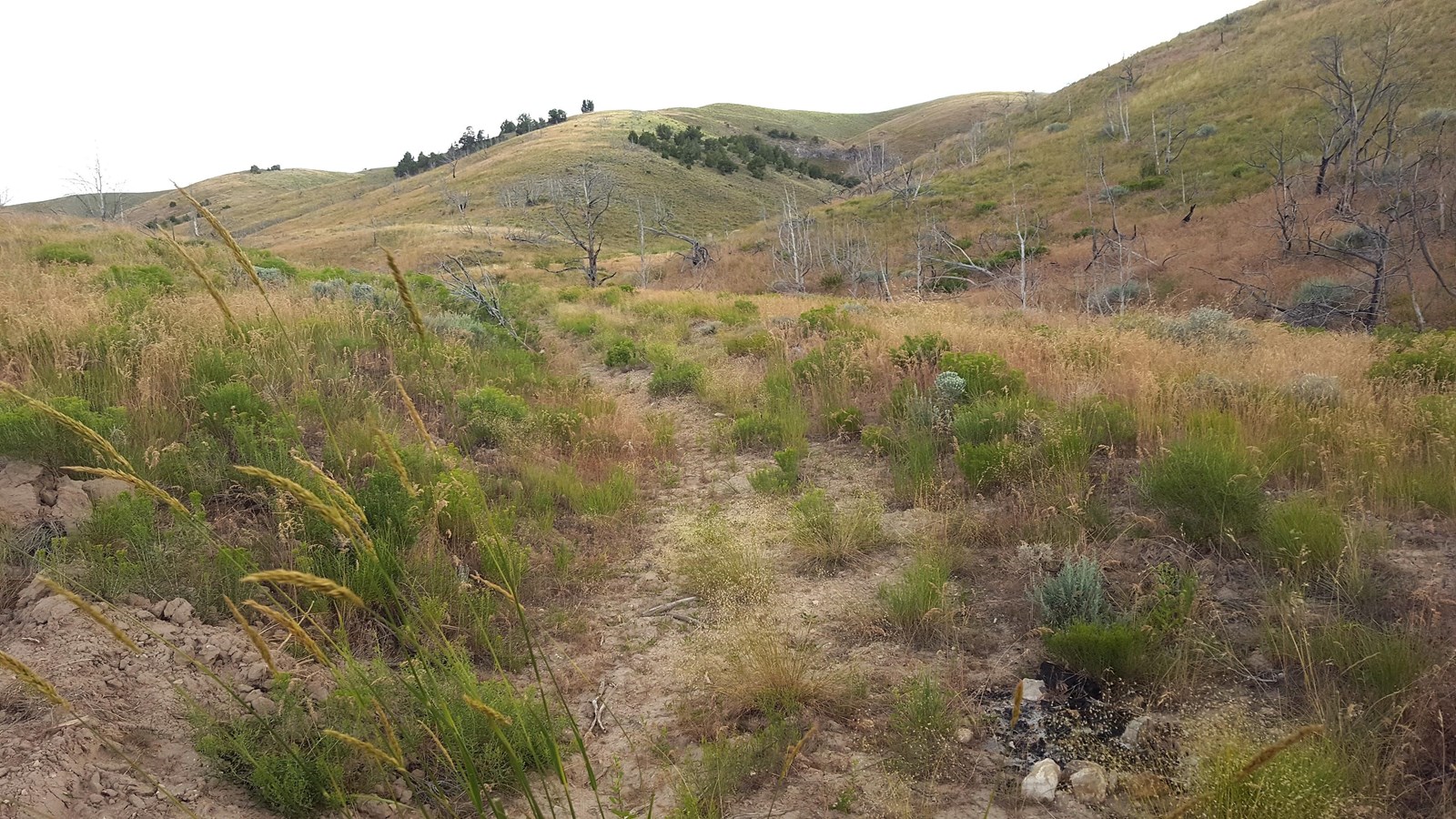 Grass and brush create a landscape with hill sloped terrain with bare trees throughout.
