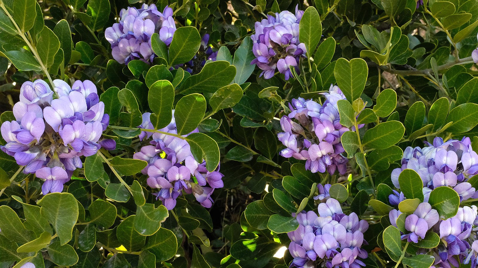 Photo of Texas mountain laurel in bloom.