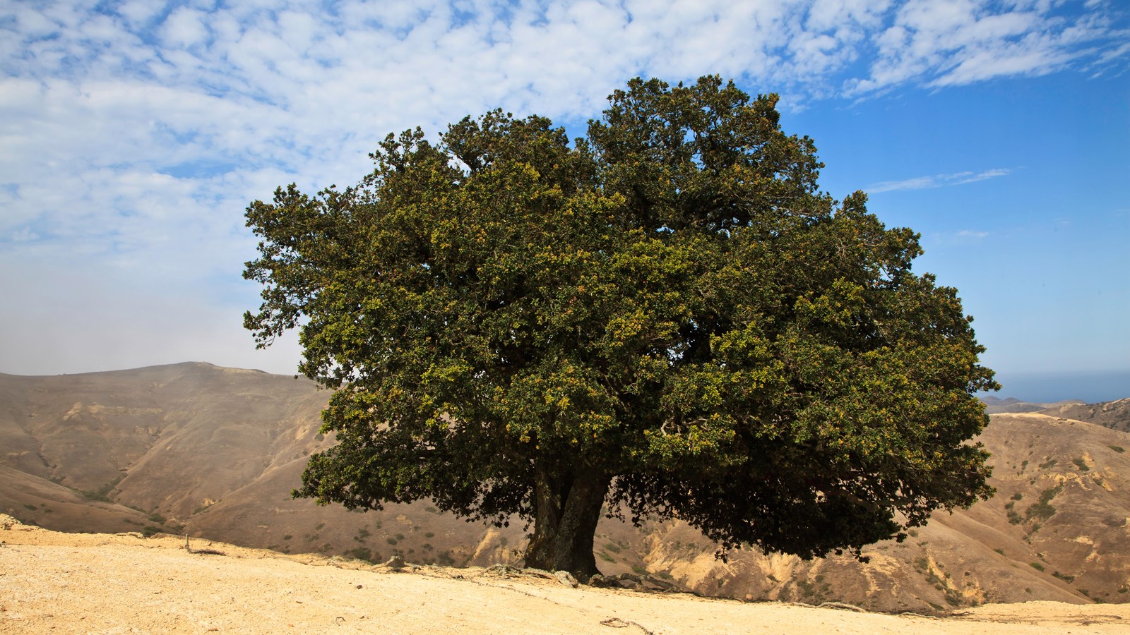 Island oak in area where soil has eroded away.