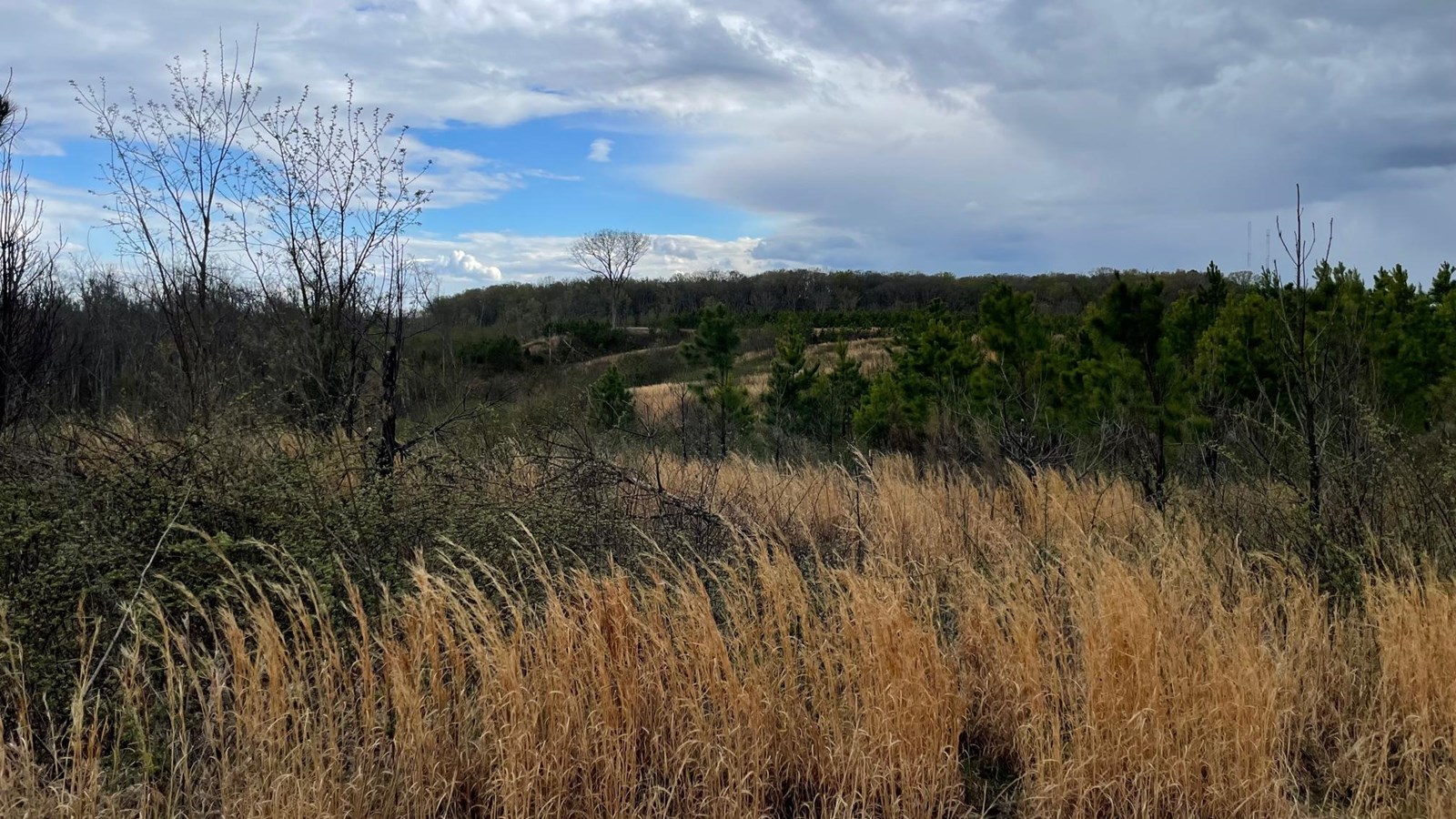 A landscape with tall, dry grass in the foreground, pine trees in the middle, and a cloudy sky above