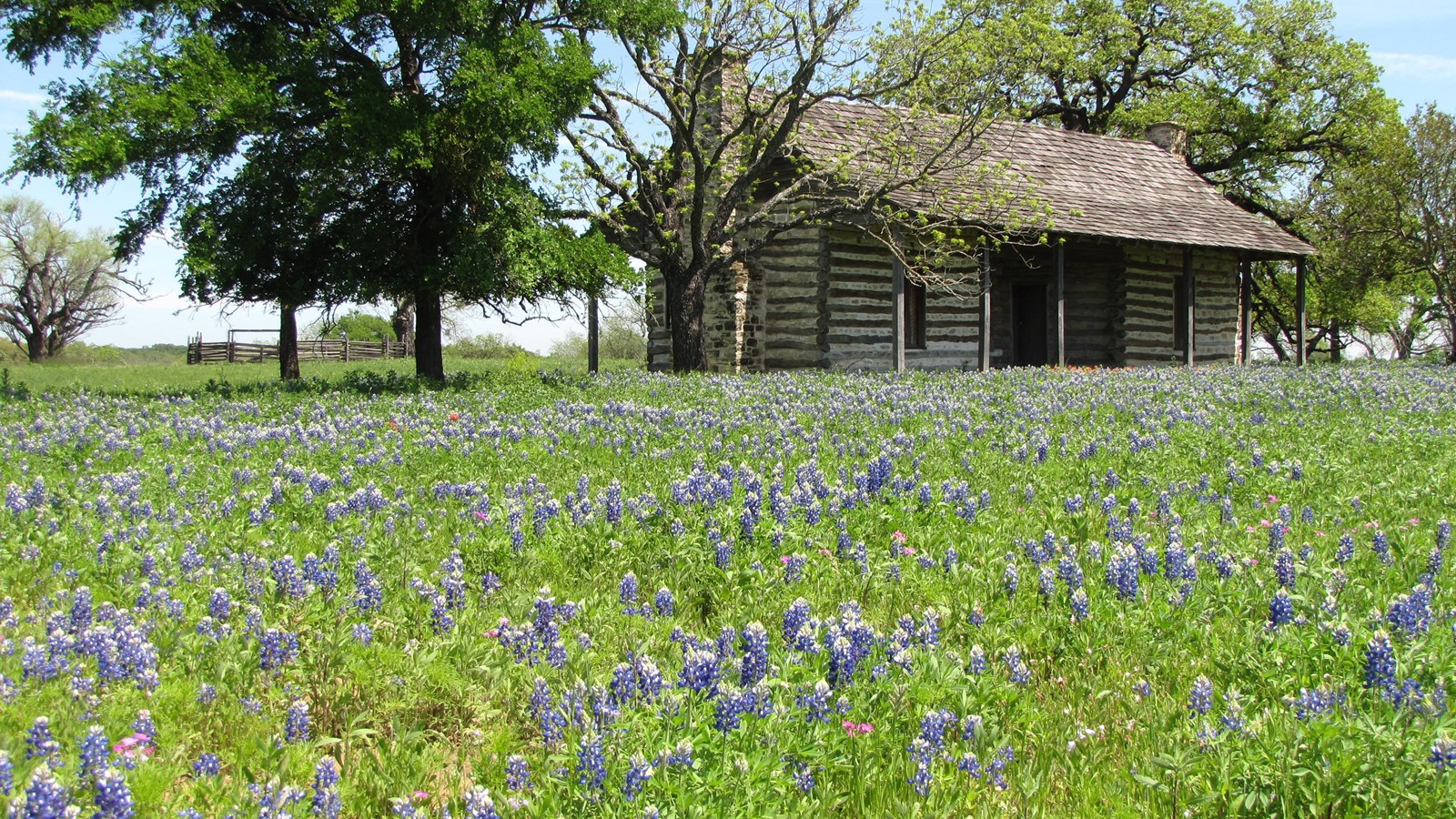 Beyond a field of bluebonnets, there is a log cabin with an open porch and stone chimneys.