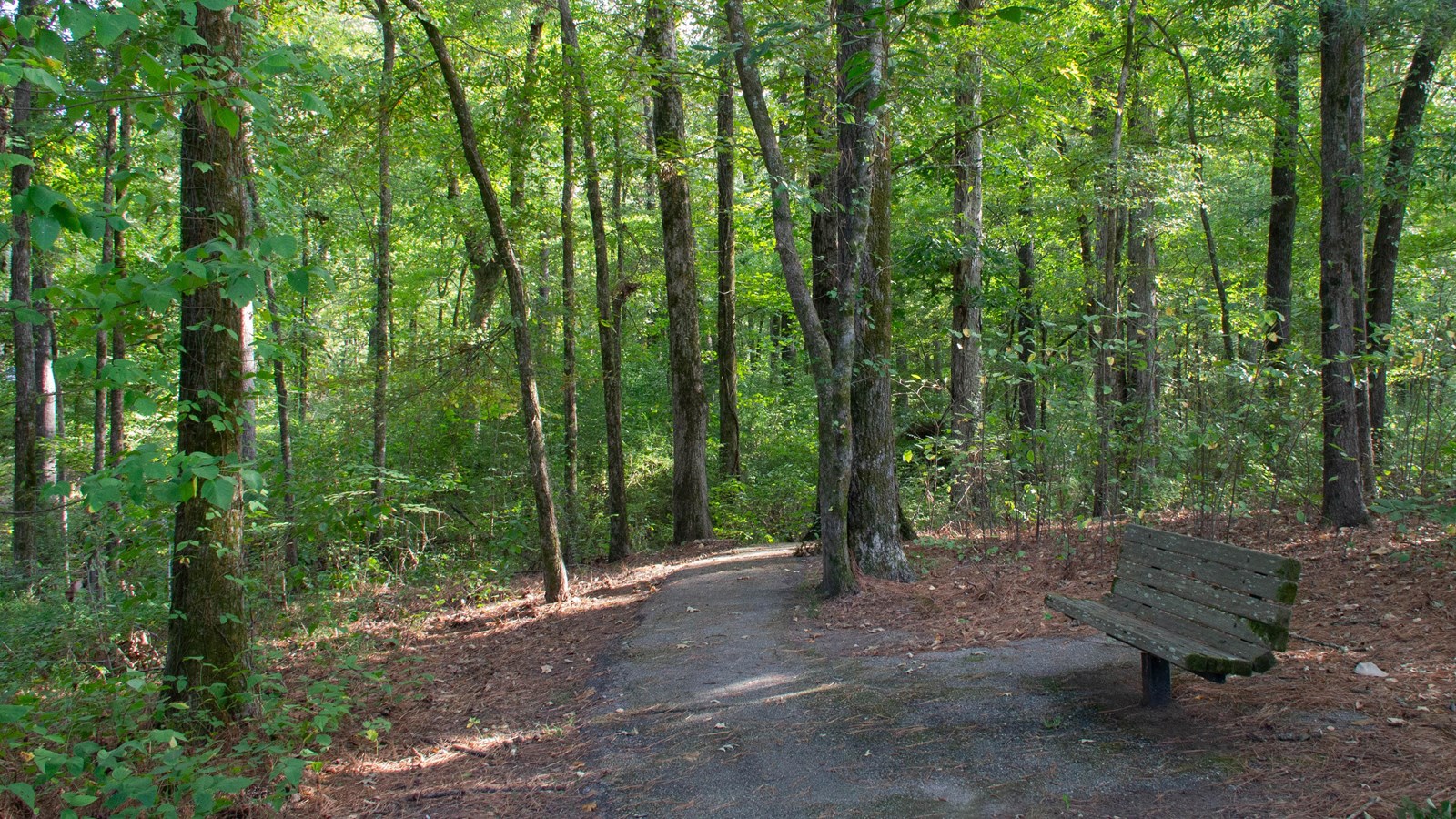 A paved trail with lush trees. There is a wooden bench to the right.