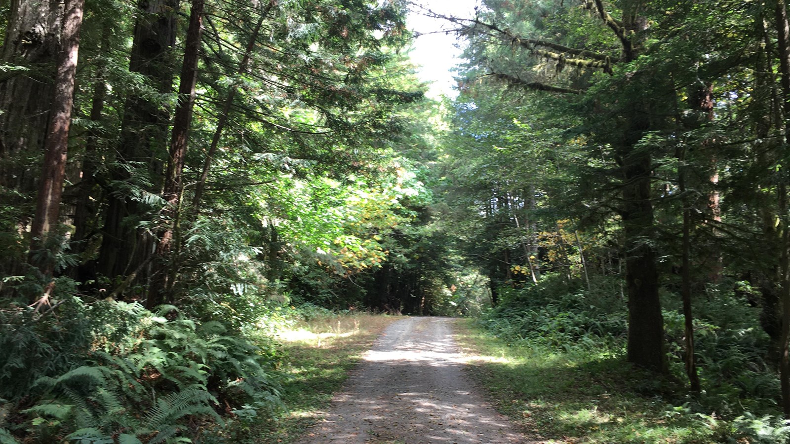 Skinny trees line either side of  dirt road.