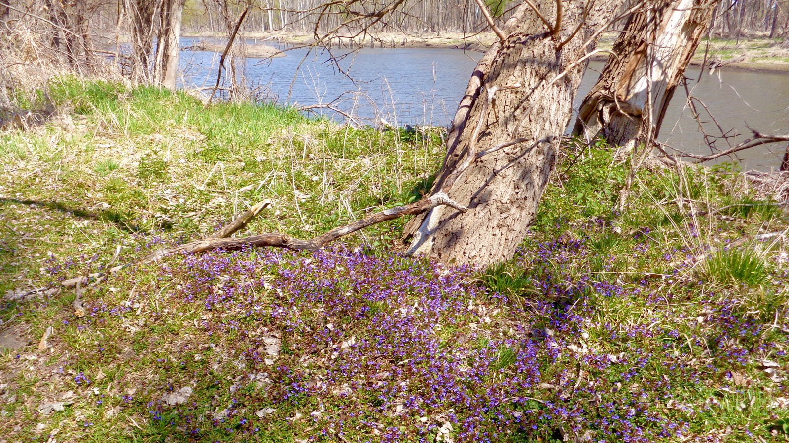 Green ground cover and low purple flowers