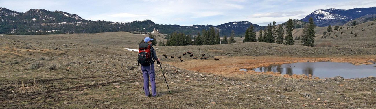 Hiker surveys the mountain scene while bison graze near a pond.