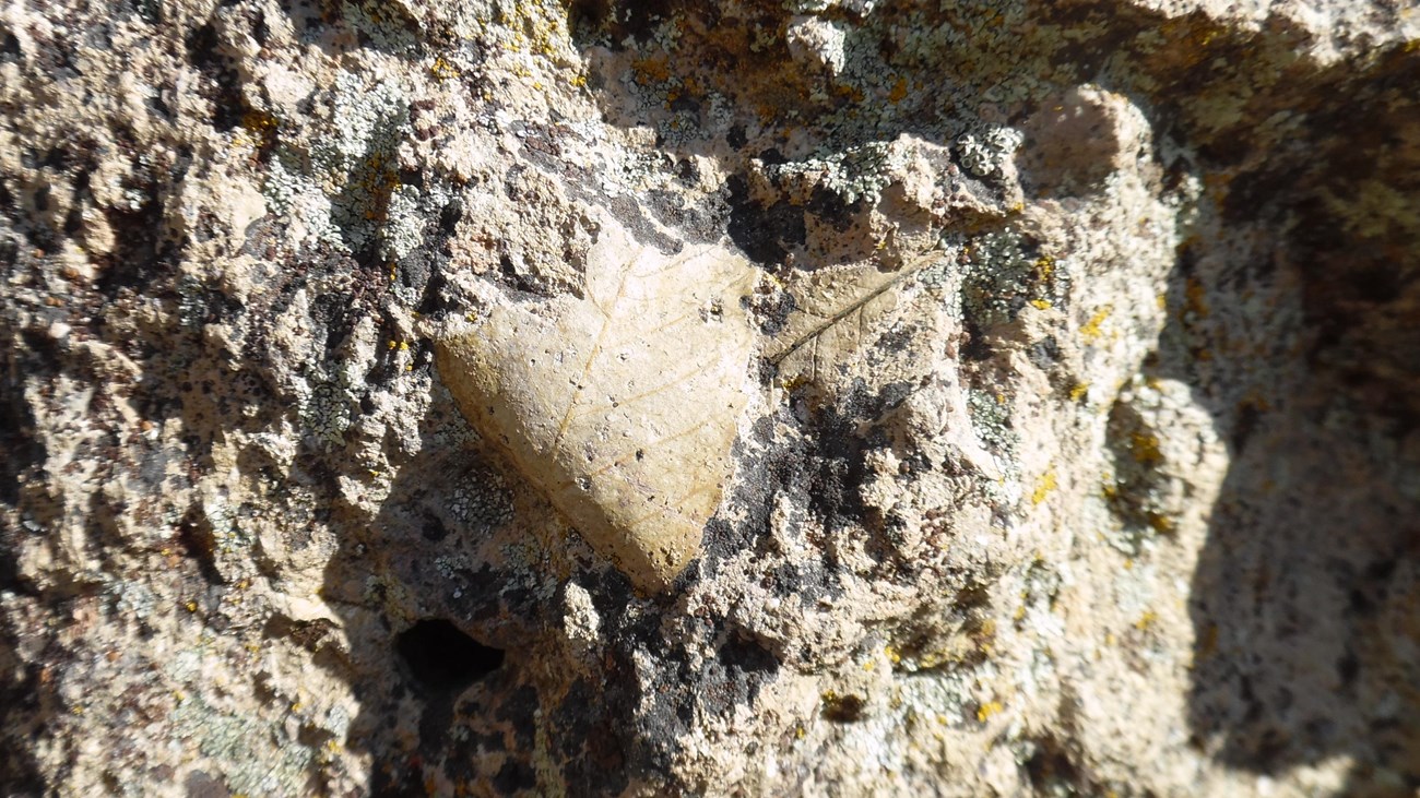 A leaf fossil in a rock