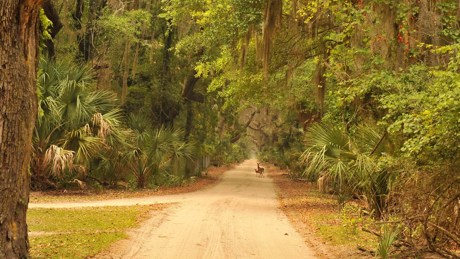 Dirt path with grassy area beside and trees overhead with deer in the distance