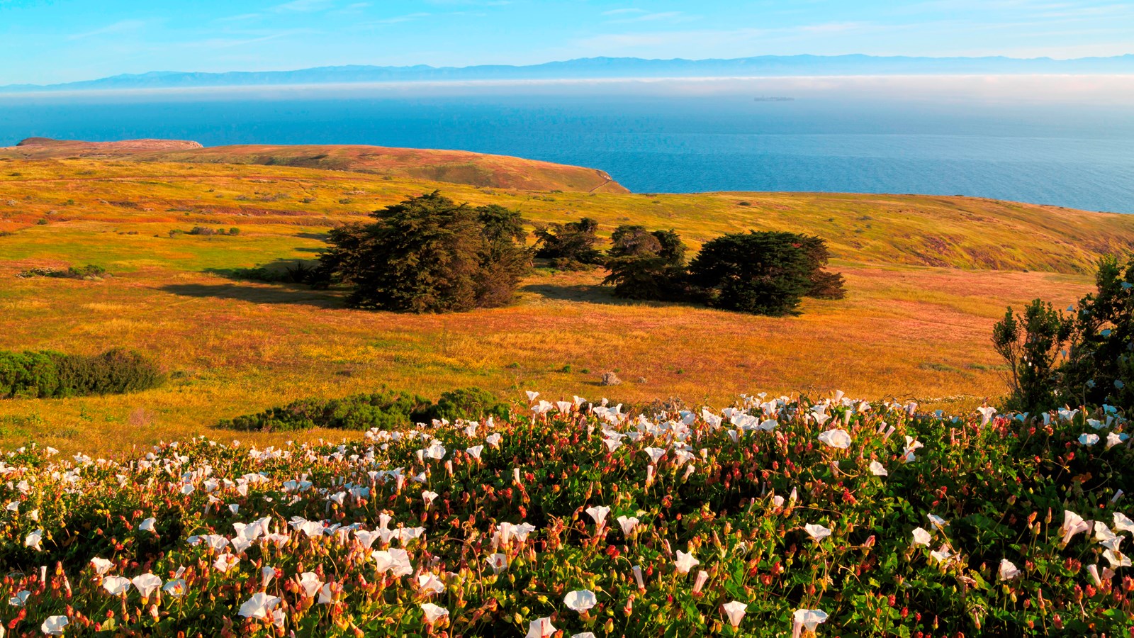 Off the road between Scorpion Ranch and Smugglers Cove on a slope facing the ocean with Anacapa isla