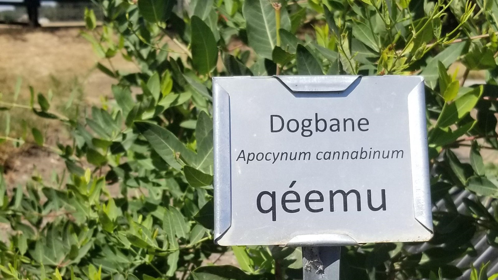 A sign reading Dogbane, apocynum cannabunum, qeemu sits in front of a leafy plant