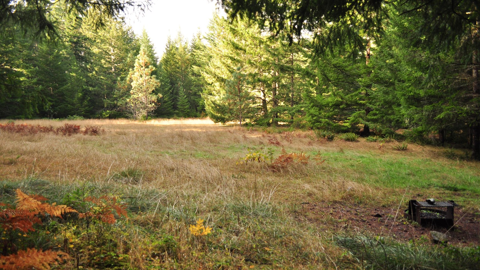 Douglas fir trees on a grassy slope. A campfire ring is to the right.