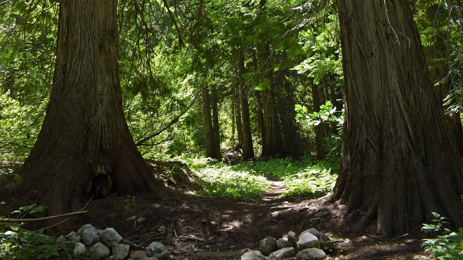 Large cedar trees make up a sunny forest where a thin dirt path winds.