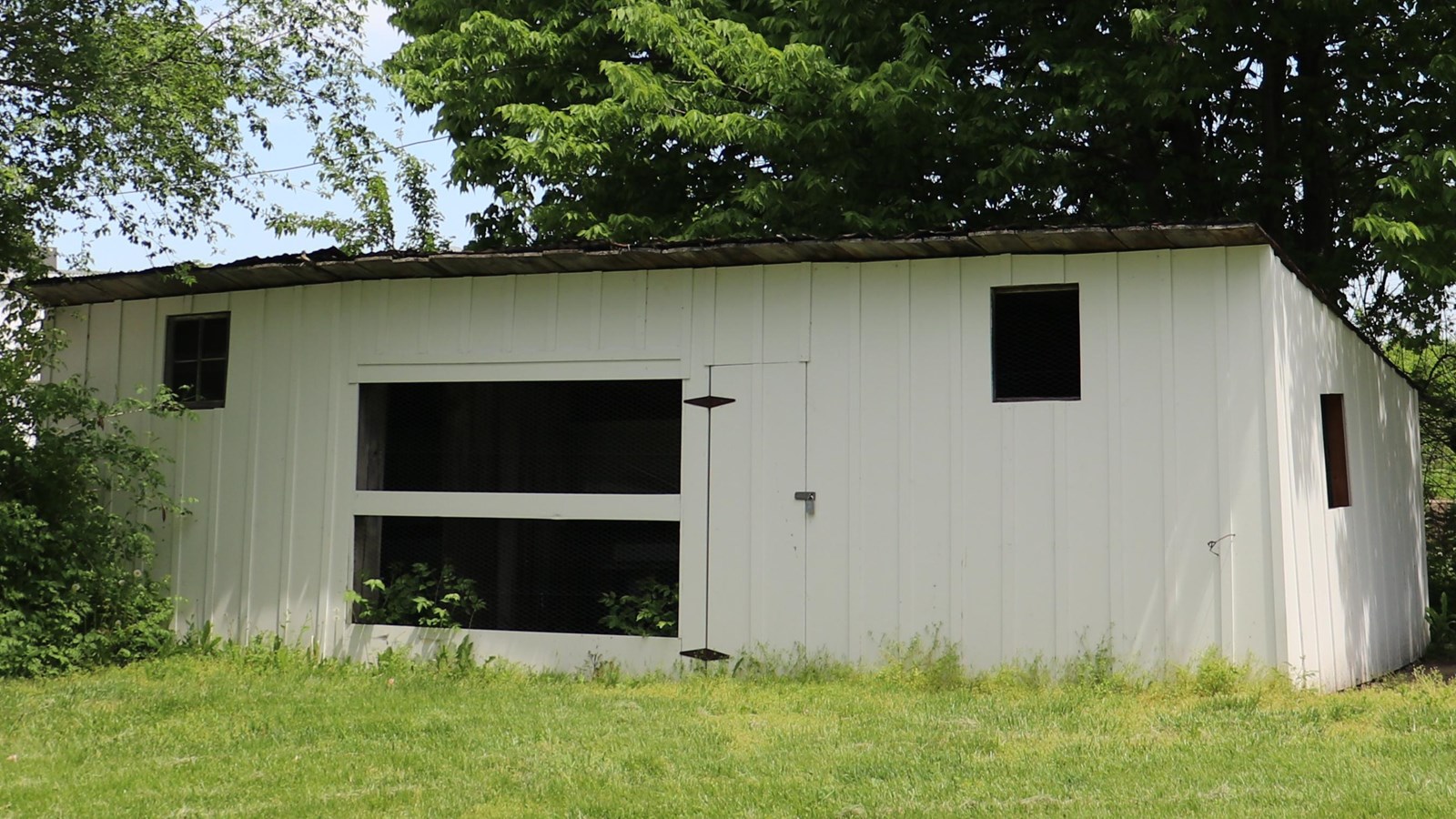 A white wooden chicken coop with five windows is surround by trees on two sides.